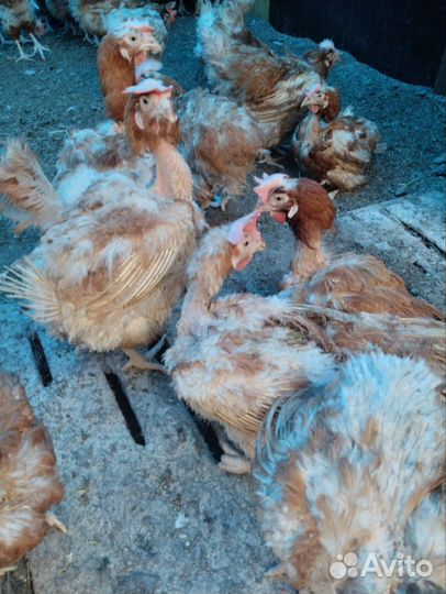 Куры несушки