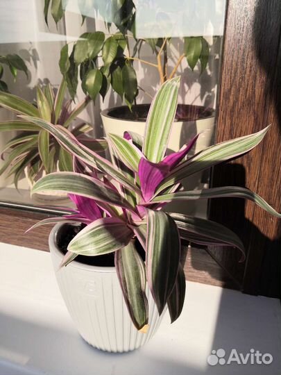 Комнатные растения