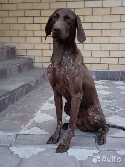 Вязка Курцхаар