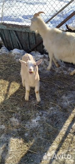 Козочки зааненские/альпийские