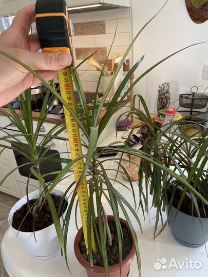 Пальма драцена