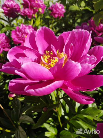 Многолетние садовые растения