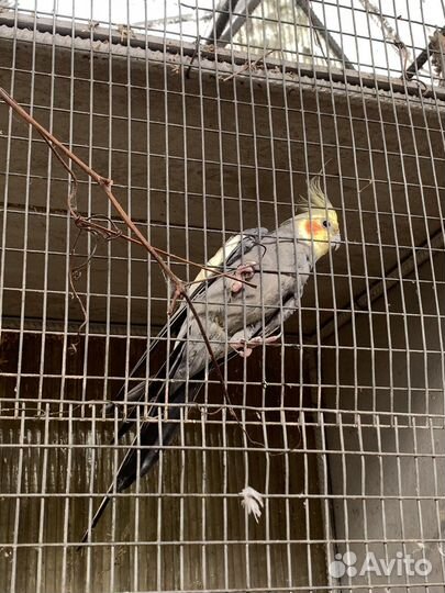 Попугай корелла