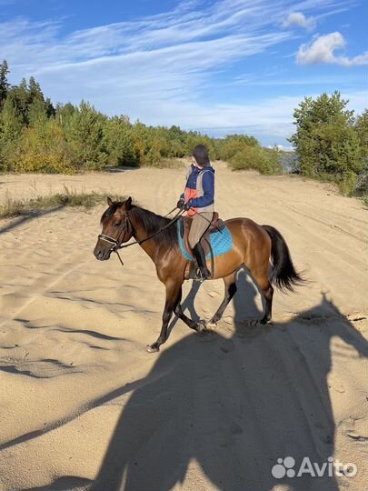 Конные прогулки по сосновому лесу вдоль реки Волги