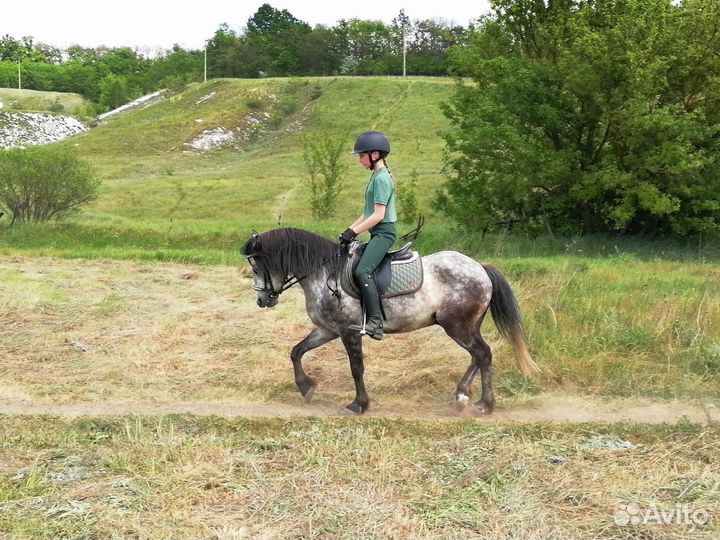 Тренировки, прокат лошадей и пони