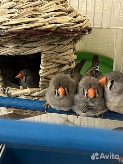 Зебровые амадины