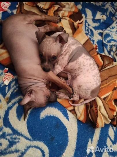 Американский голый терьер щенки