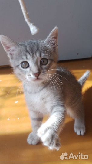 Кошка в дар