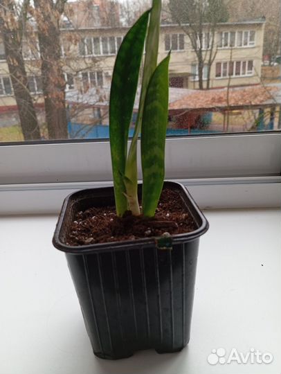 Сансевиерия