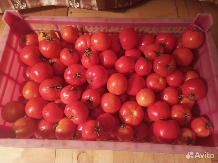 Продаю помидоры свежие
