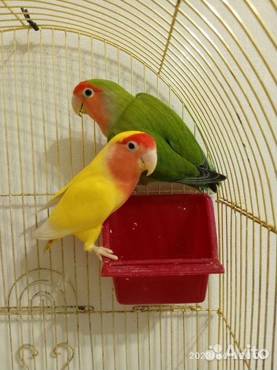 Попугаи неразлучники