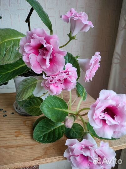 Глоксиния махровая