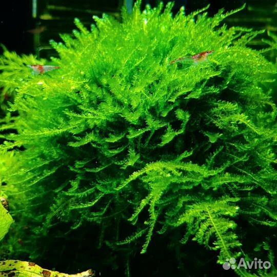 Мох кристмас буцифаландра