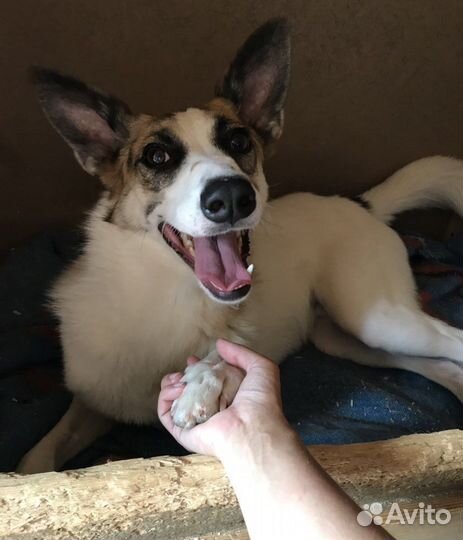 Собака в добрые руки