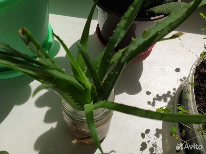 Толстянка, каланхоэ цветущий(красный), алоэ