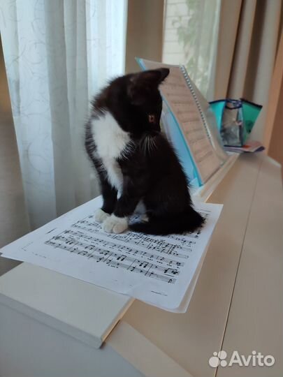 Котенок девочка в добрые руки