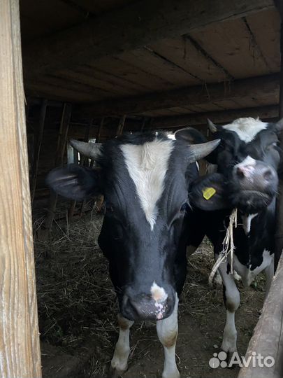 Телки бычки