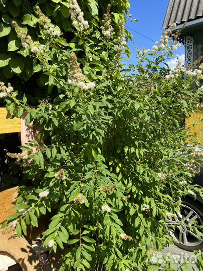 Спирея белая Иволистная