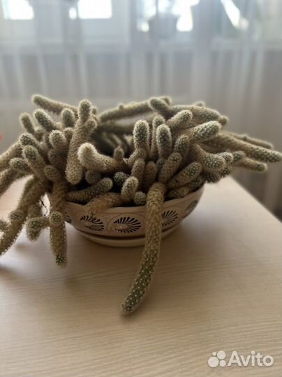 Кактус маммилярия суккуленты горшок в подарок