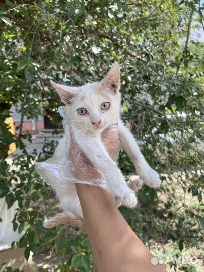 Котята в добрые руки мальчики