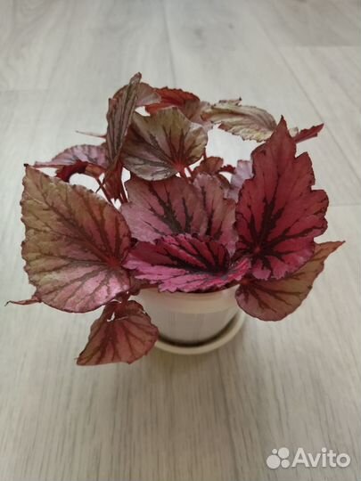 Бегония королевская