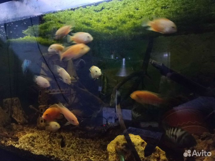 Аквариум с рыбками 350 литров