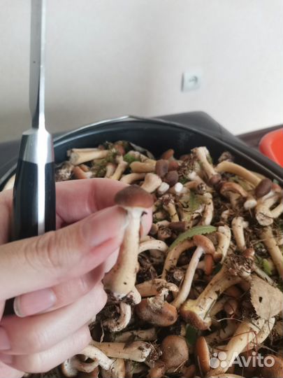 Опята свежие