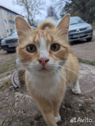 Кошечка - Солнышко в добрые и заботливые руки