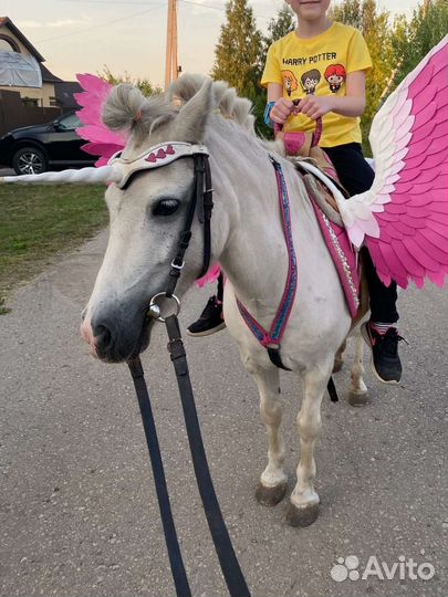 Пони и лошади на выездные мероприятия