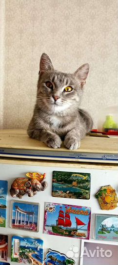 Кошка в добрые руки