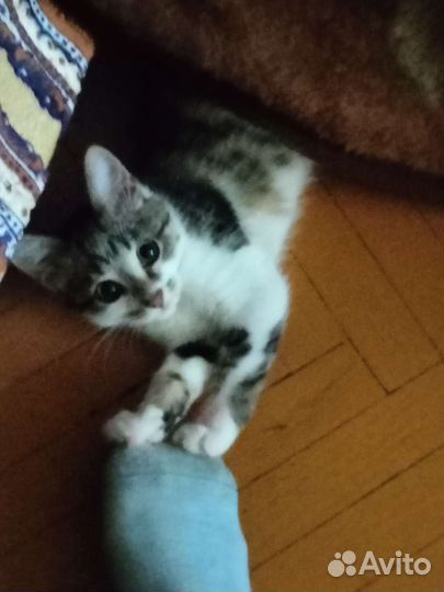 Котёнок в добрые руки