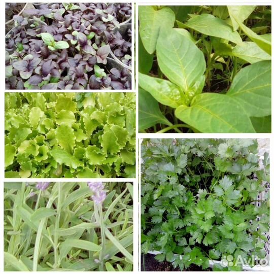 Рассада цветочных и овощных культур