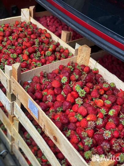 Клубника, малина из Киргизии