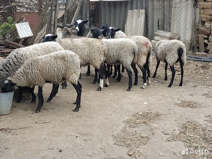 Романовские овцы