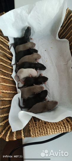 Крысики малышки