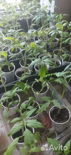 Рассада помидор