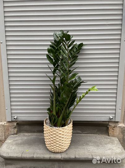 Замиокулькас высота от 100см