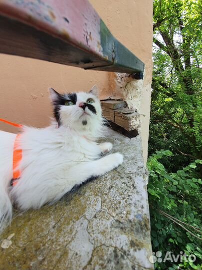 Кошка в дар бесплатно