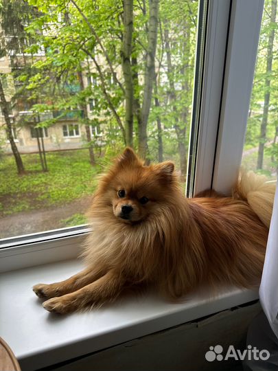 Ищем самочку для вязки