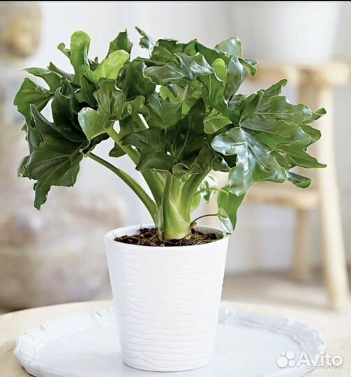 Домашние растения