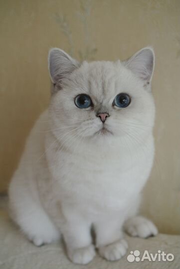 Британская кошка