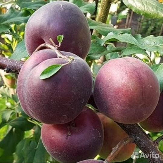 Саженцы абрикос