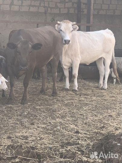 Телки на мясо