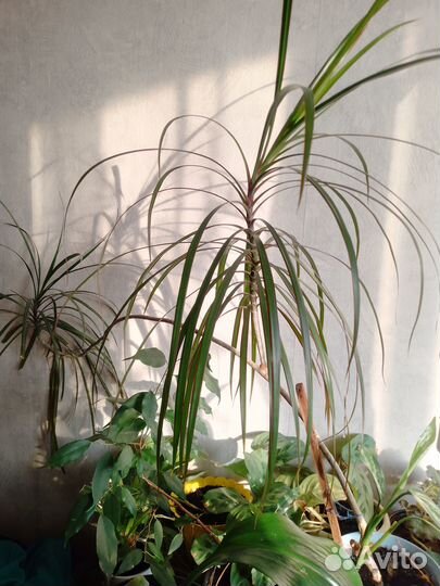 Продам Драцену