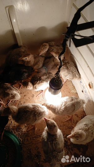 Индюки индюшата