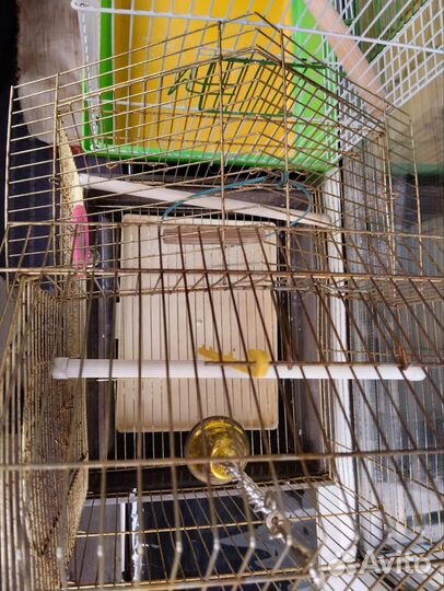 Клетка для попугая корелла и волнистого