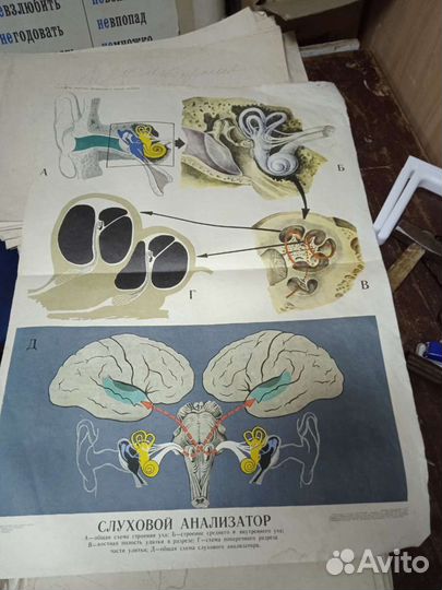 Учебные пособия по анатомии (плакаты) СССР