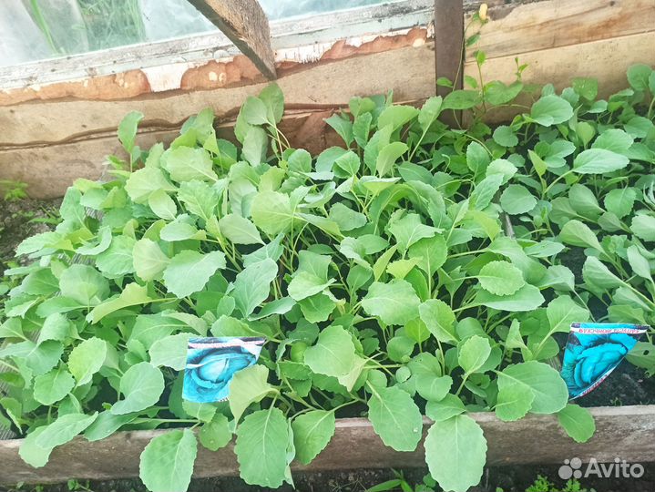 Рассада помидор