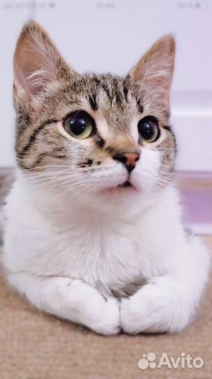 Котёнок Аксинья