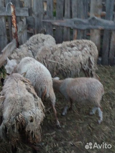 Овцы